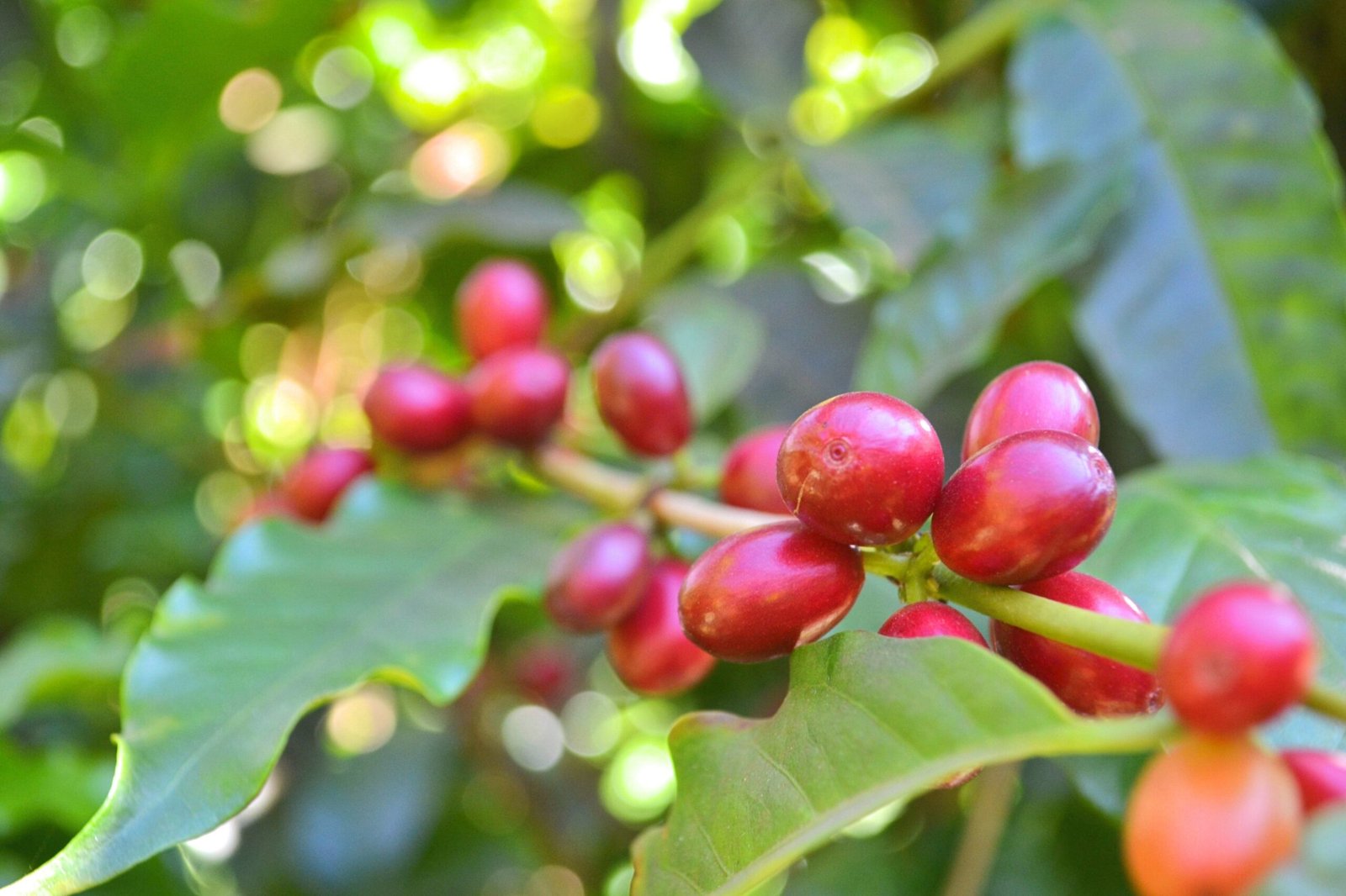 Panama · Geisha · Natural · Light Roast - Image 2