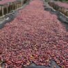 Yirgacheffe: The Floral Gateway Coffee