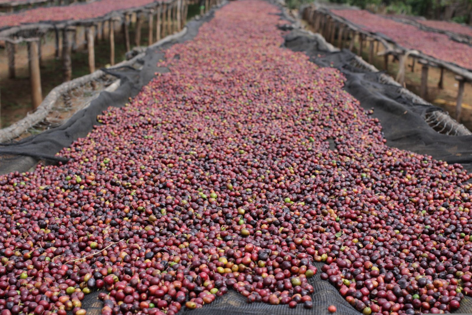 Panama · Geisha · Natural · Light Roast - Image 3