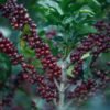 Hua Kui: The “Coffee Blossom Queen” from Ethiopia