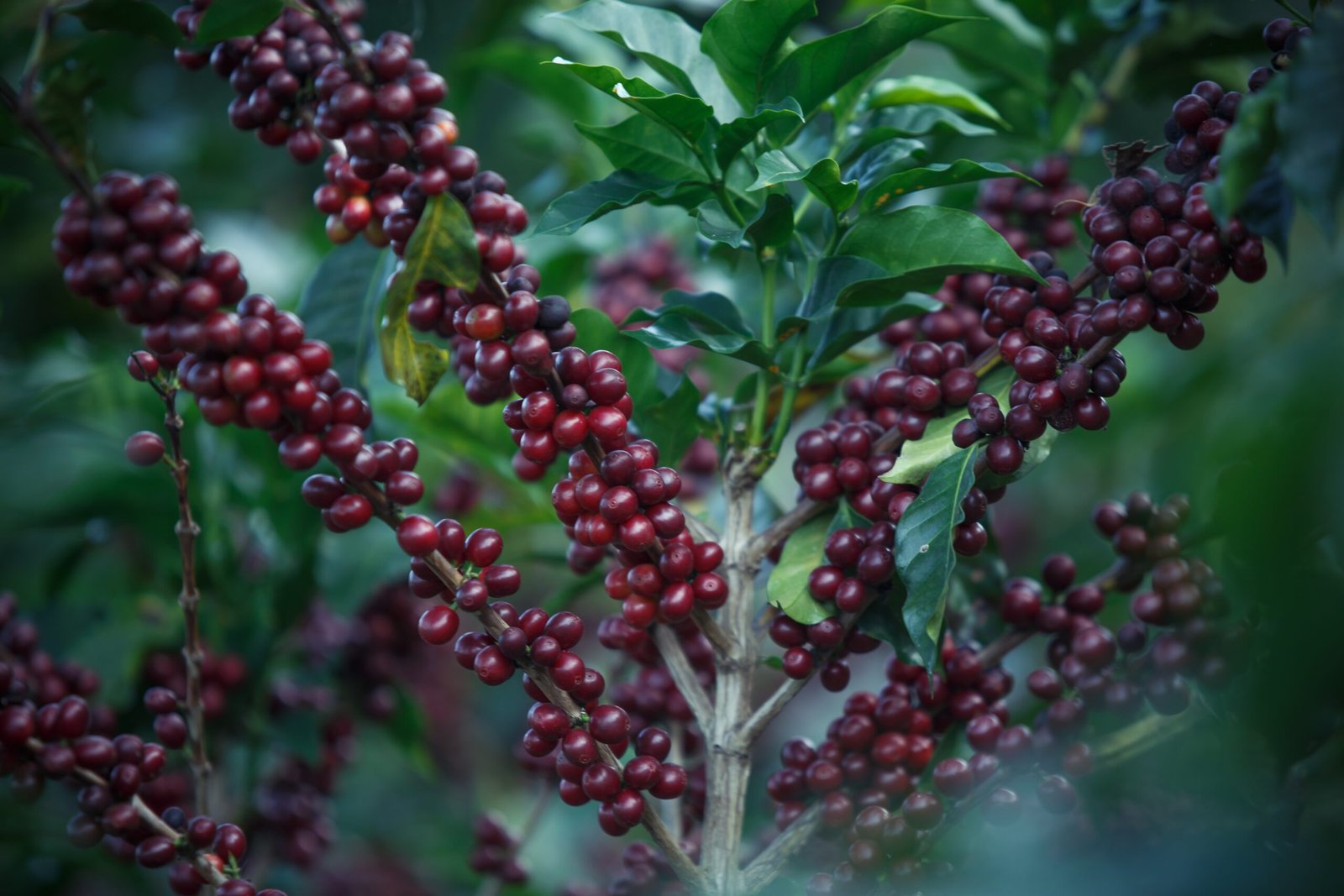 Hua Kui: The “Coffee Blossom Queen” from Ethiopia