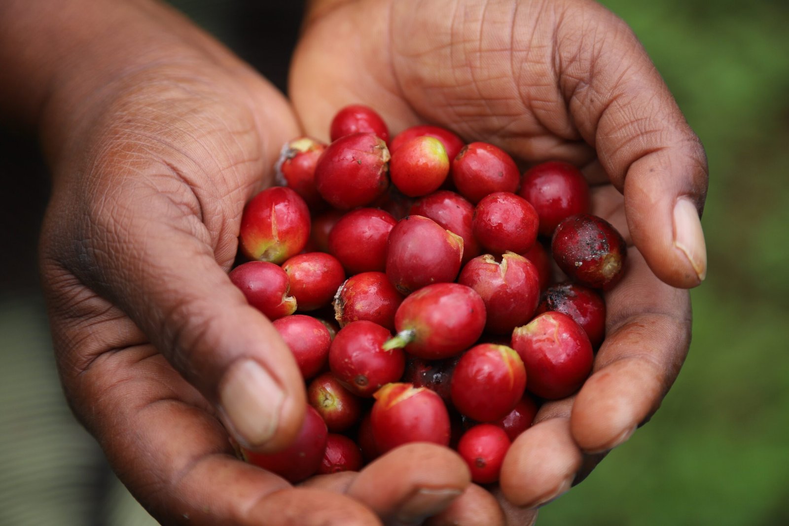 Ethiopia Guji Hua Kui Natural Medium Roast | Specialty Coffee Beans - Image 3
